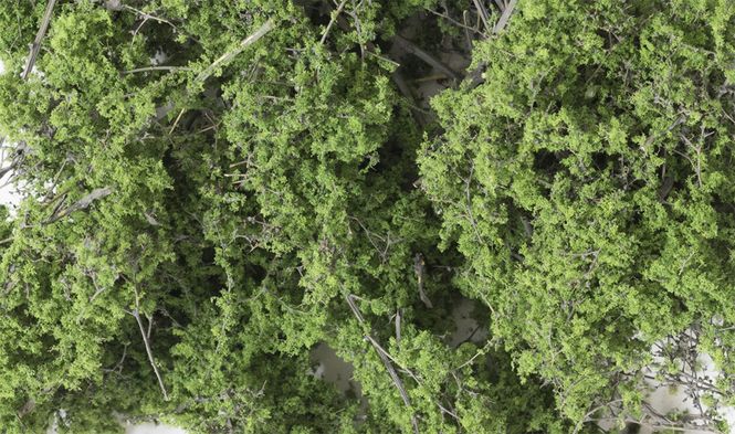 Hovedbilde Fine-Leaf Foliage™ Mellomgrønn - Woodland ...