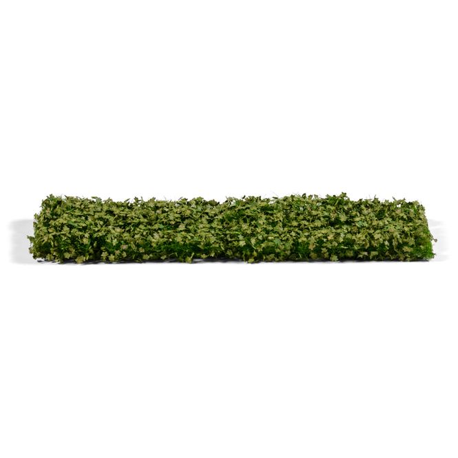 Main Image Platane Foliage Summer
