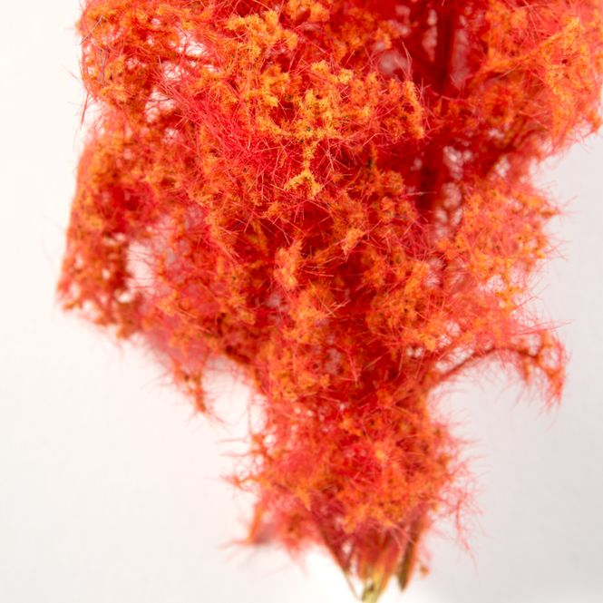 Main Image Fantasy Bushes - Red-Orange (AK8266)